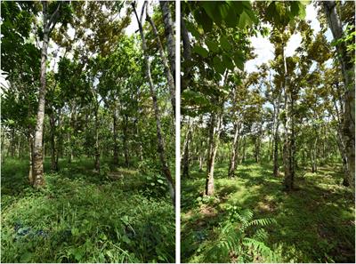Temporal Soundscape Patterns in a Panamanian Tree Diversity Experiment: Polycultures Show an Increase in High Frequency Cover
